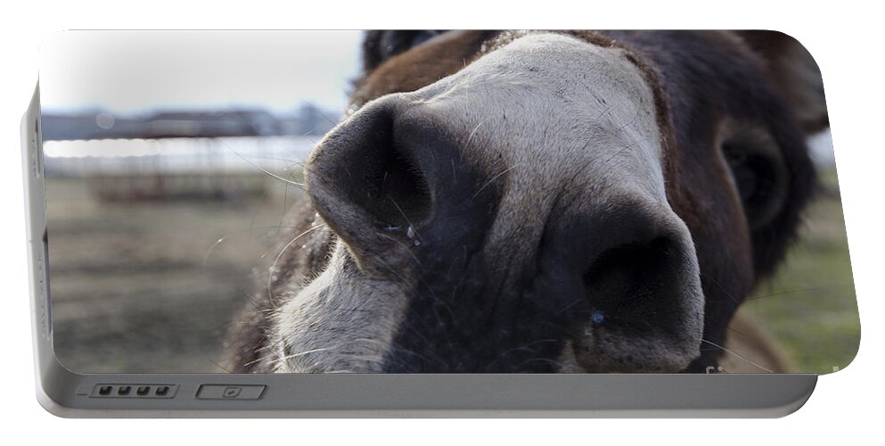 Donkey Portable Battery Charger featuring the photograph Donkey by Mats Silvan