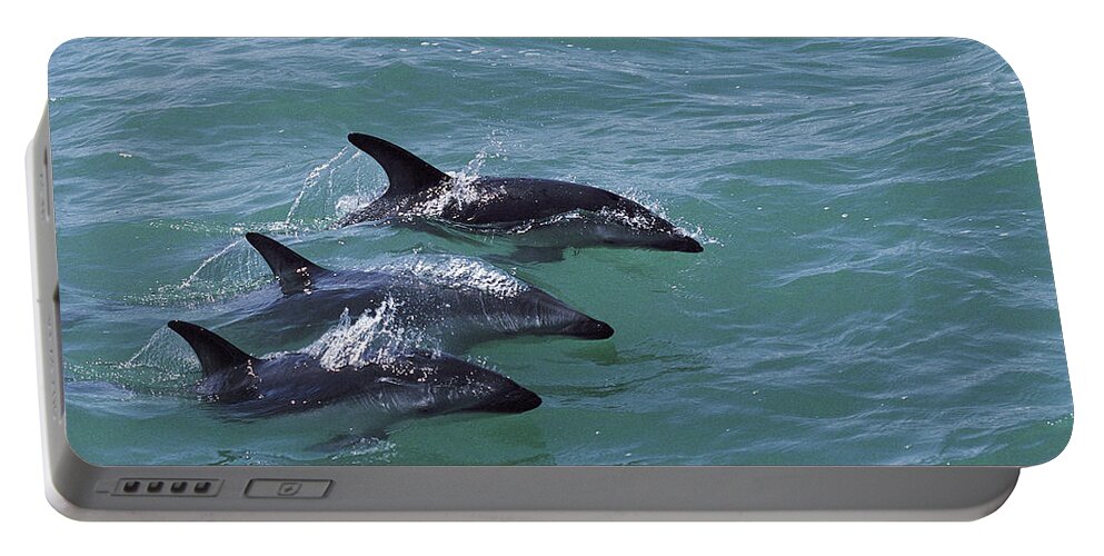 00087240 Portable Battery Charger featuring the photograph Dusky Dolphin Trio Surfacing Kaikoura by Flip Nicklin