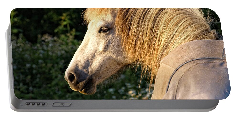 Icelandic Horse Portable Battery Charger featuring the photograph Dyfra by Shari Nees