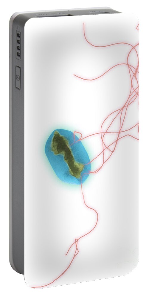 Bacteria Portable Battery Charger featuring the photograph E. Coli by Science Source