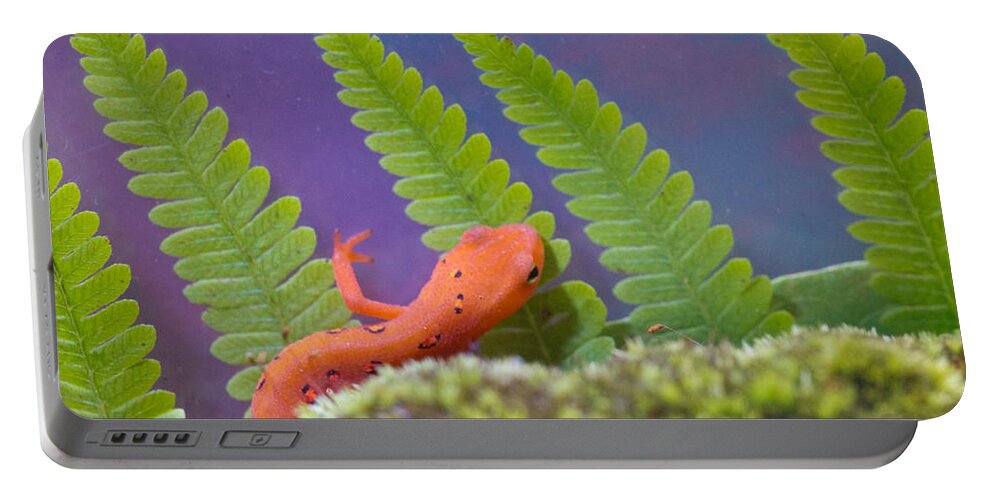 Newt Portable Battery Charger featuring the photograph Eastern Newt 1 by Douglas Barnett