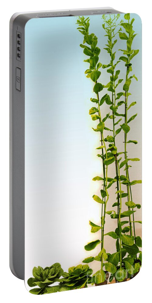 Plant Growth Portable Battery Charger featuring the photograph Effect Of Gibberellic Acid On Cabbage by Omikron