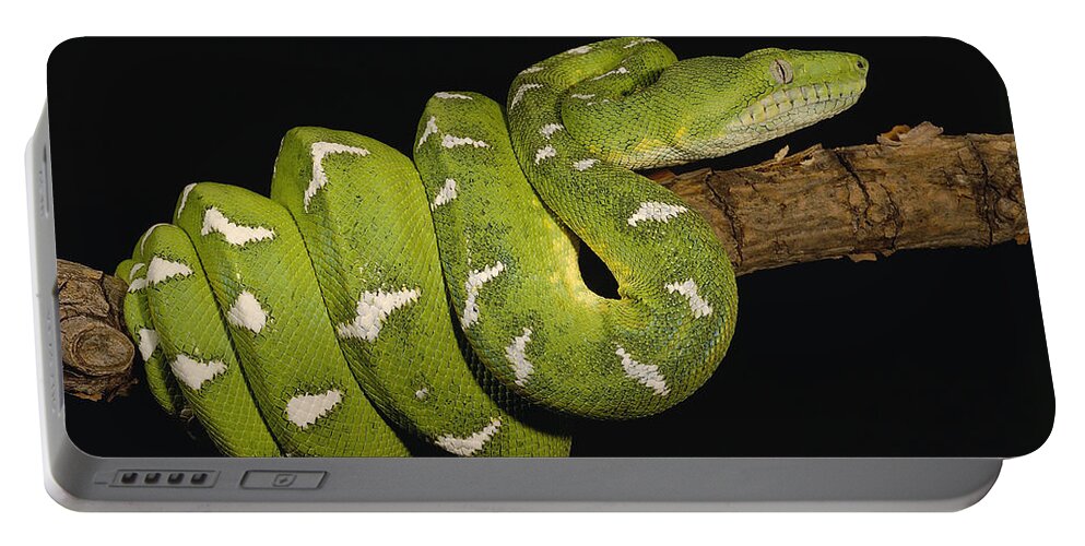Mp Portable Battery Charger featuring the photograph Emerald Tree Boa Corallus Caninus by Pete Oxford