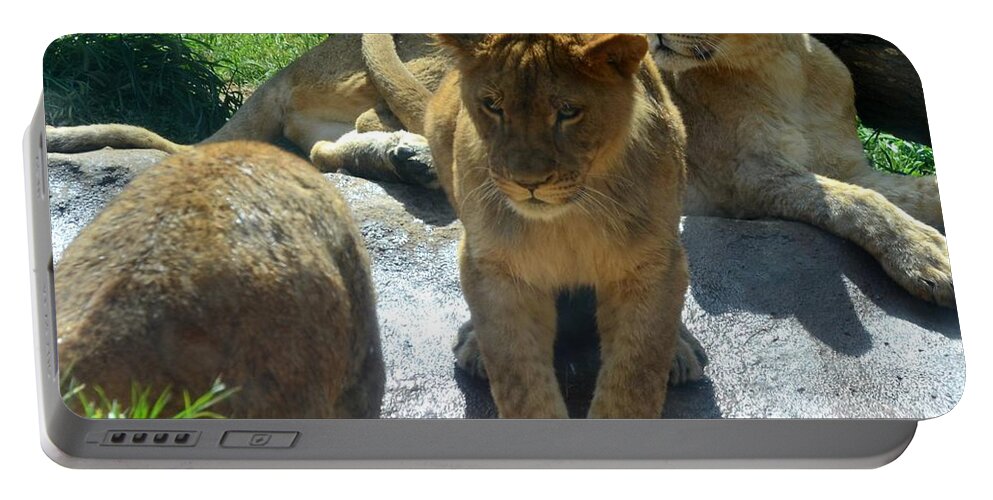 Lion Portable Battery Charger featuring the photograph Enough Is Enough by Maria Urso