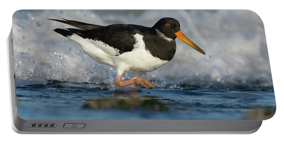 Fn Portable Battery Charger featuring the photograph Eurasian Oystercatcher Haematopus by Do Van Dijck