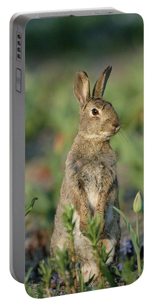 Mp Portable Battery Charger featuring the photograph European Rabbit Oryctolagus Cuniculus by Konrad Wothe