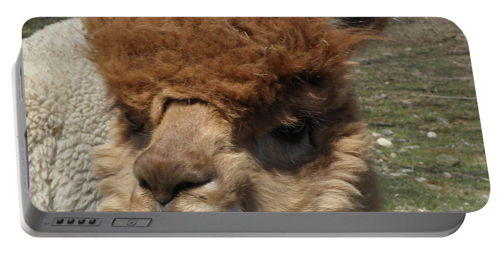 Alpaca Portable Battery Charger featuring the photograph Ewok by Kim Galluzzo Wozniak
