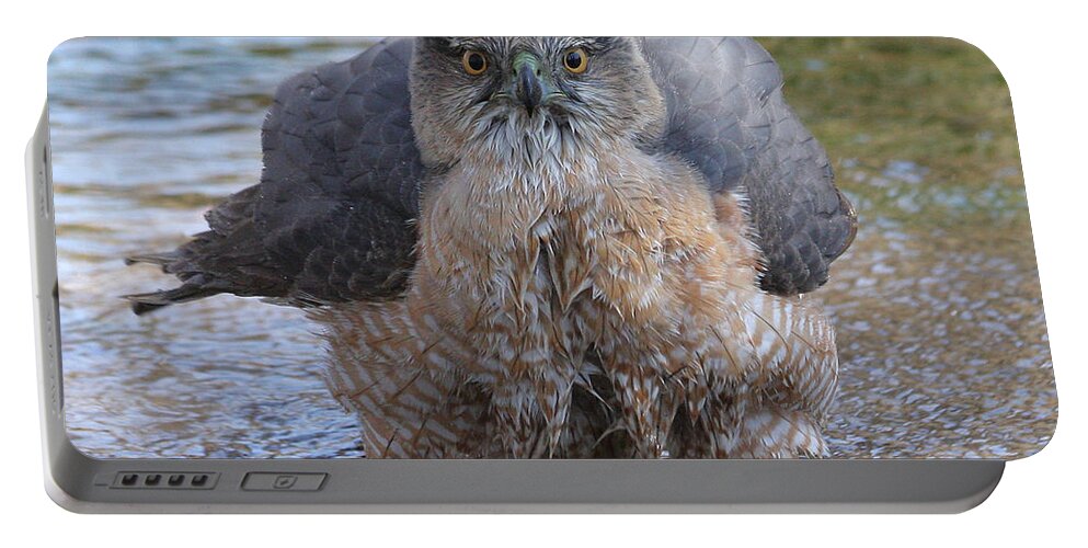 Cooper\'s Hawk Portable Battery Charger featuring the photograph Excuse me but I am bathing here. by Doris Potter
