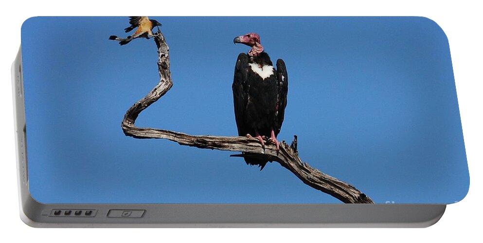Vulture Portable Battery Charger featuring the photograph Face to Face by Fotosas Photography