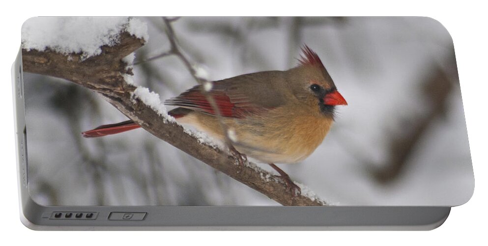 Birds Portable Battery Charger featuring the photograph Female Northern Cardinal 4230 pan by Michael Peychich