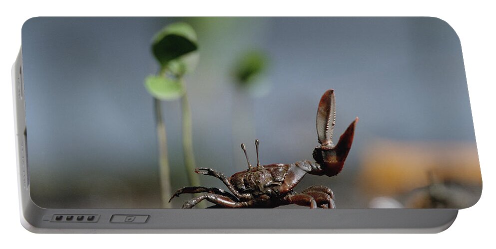 Mp Portable Battery Charger featuring the photograph Fiddler Crab Uca Maracoani Waving by Konrad Wothe