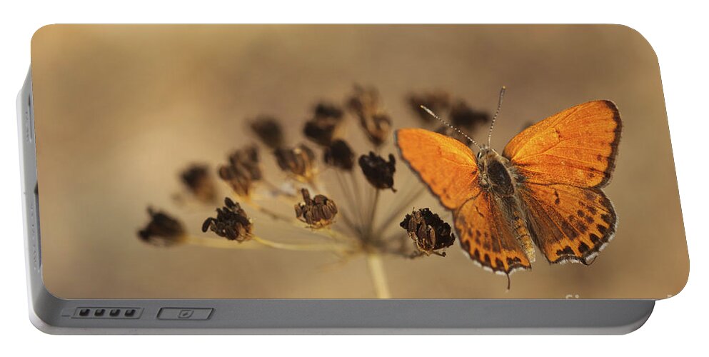 Orange Portable Battery Charger featuring the photograph Fiery Copper butterfly by Alon Meir 