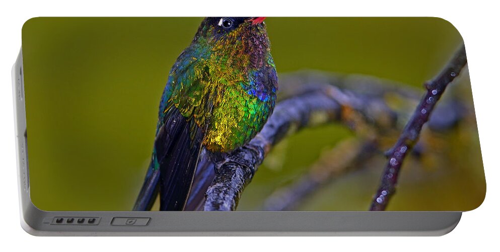 Fiery-throated Hummingbird Portable Battery Charger featuring the photograph Fiery-throated Hummingbird by Tony Beck