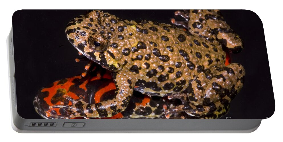 Aposematic Portable Battery Charger featuring the photograph Fire Belly Toad by Dante Fenolio