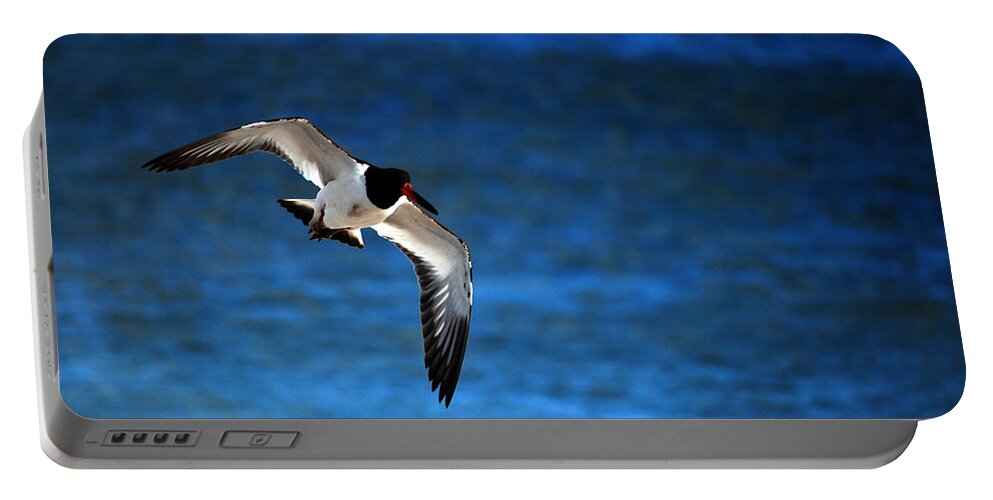 Oystercatcher Portable Battery Charger featuring the photograph Flight of the Oystercatcher by Lori Tambakis
