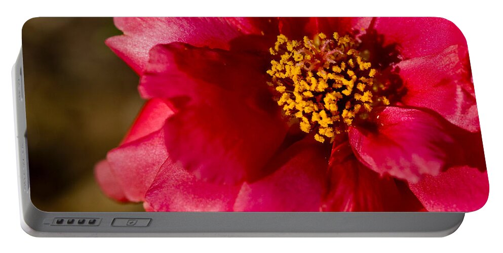 Red Carpet Rose Portable Battery Charger featuring the photograph Flower Carpet Rose by Rob Hemphill