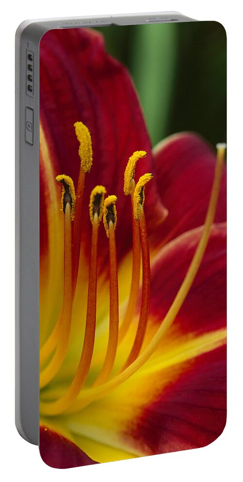 Hhh Portable Battery Charger featuring the photograph Flower Hippeatrum Sp Close Up Showing by Andy Reisinger