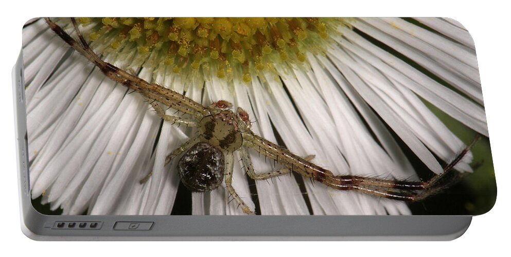 Nature Portable Battery Charger featuring the photograph Flower Spider On Fleabane by Daniel Reed