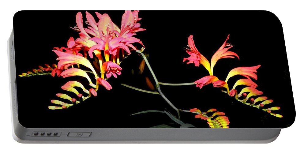 Flowers Portable Battery Charger featuring the photograph Flowers At Night by Kim Galluzzo