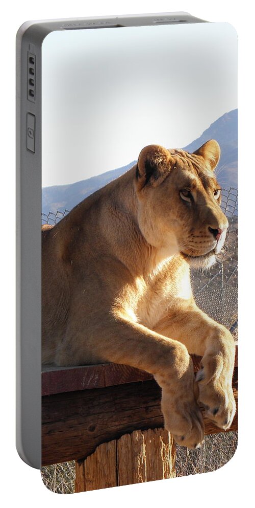 Lion Portable Battery Charger featuring the photograph Focused by Kim Galluzzo