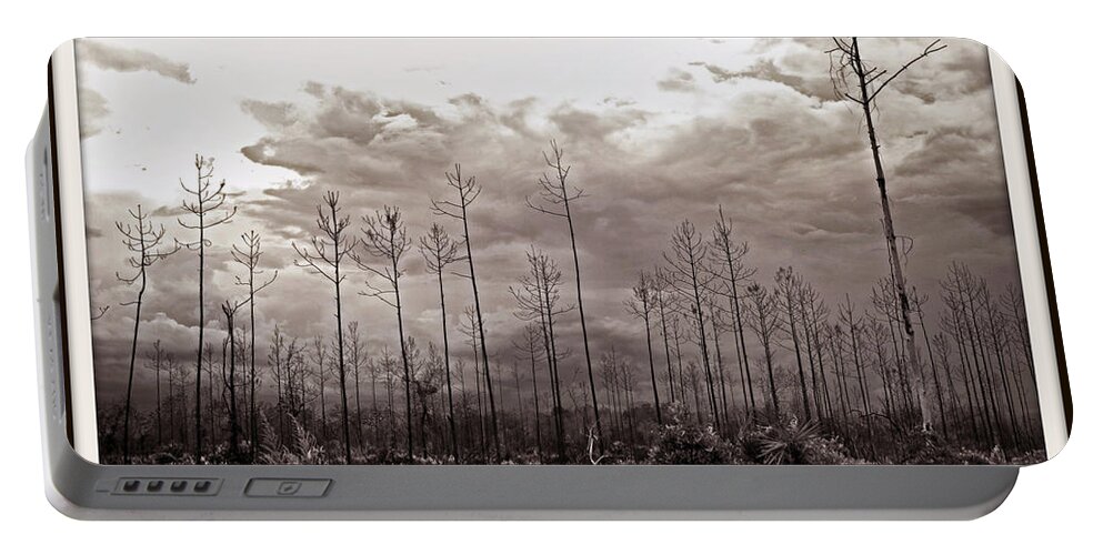 Tree Portable Battery Charger featuring the photograph Forest Regrowth by Farol Tomson