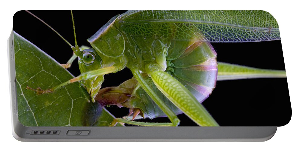 00476920 Portable Battery Charger featuring the photograph Forktailed Bush Katydid Laying Eggs by Piotr Naskrecki