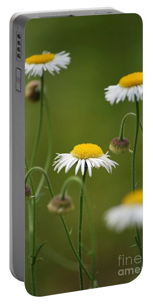 Daisy Portable Battery Charger featuring the photograph Four Sisters by Julie Lueders 