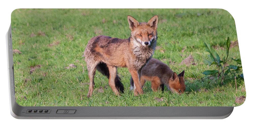Dawn Oconnor Dawnoconnorphotos@gmail.com Portable Battery Charger featuring the photograph Fox and Baby by Dawn OConnor