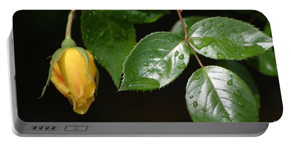 Rose Portable Battery Charger featuring the photograph Friendship Rose by Living Color Photography Lorraine Lynch