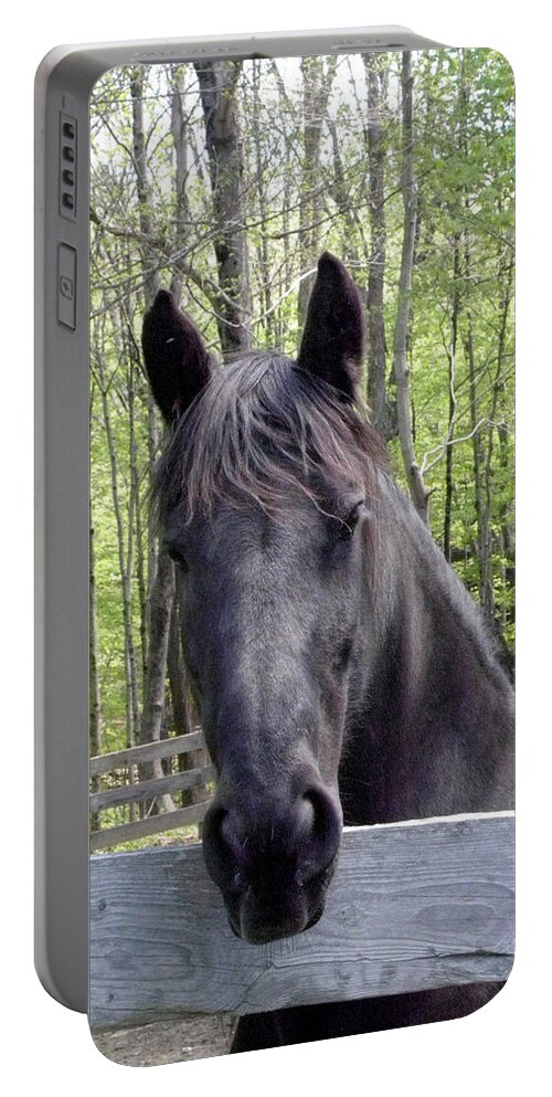 Friesian Horse Portable Battery Charger featuring the photograph Friesian alert by Kim Galluzzo Wozniak