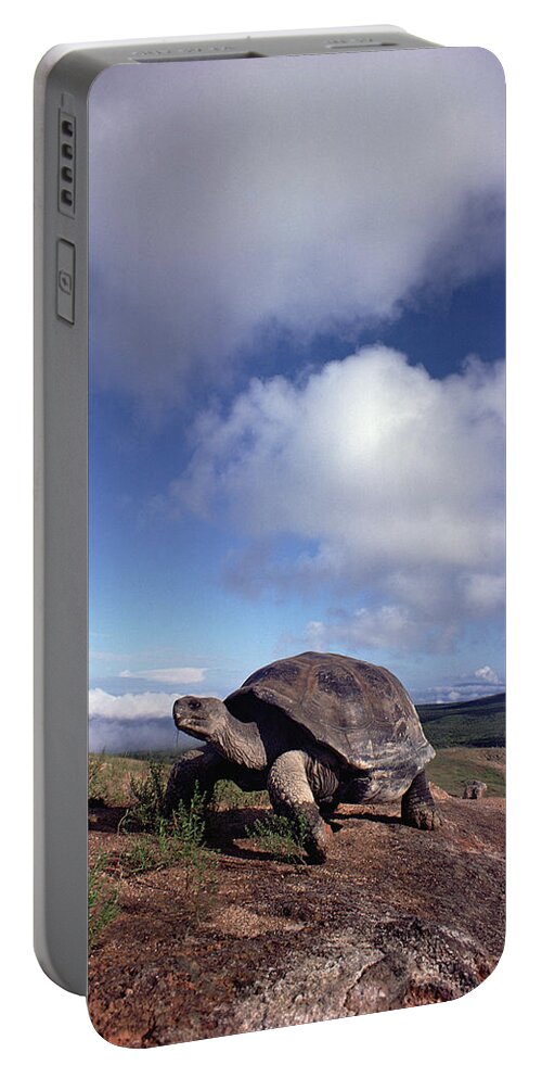 Mp Portable Battery Charger featuring the photograph Galapagos Tortoise on Isla Isabella by Tui De Roy