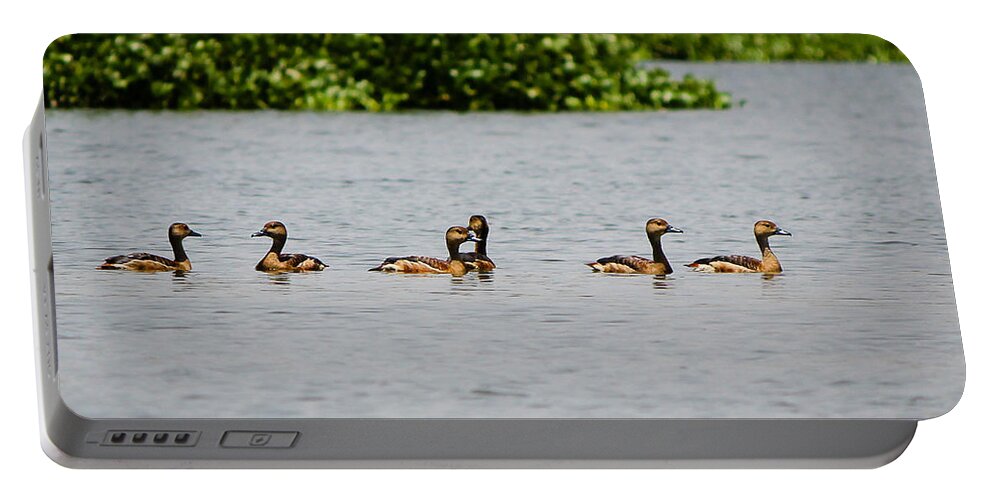 Ducks Portable Battery Charger featuring the photograph Get your ducks in a row by SAURAVphoto Online Store
