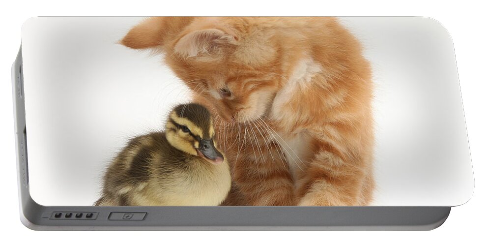 Nature Portable Battery Charger featuring the photograph Ginger Kitten And Mallard Duckling by Mark Taylor