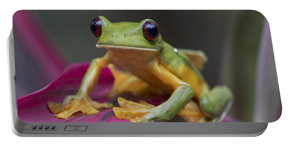 00176956 Portable Battery Charger featuring the photograph Gliding Leaf Frog Portrait Costa Rica by Tim Fitzharris