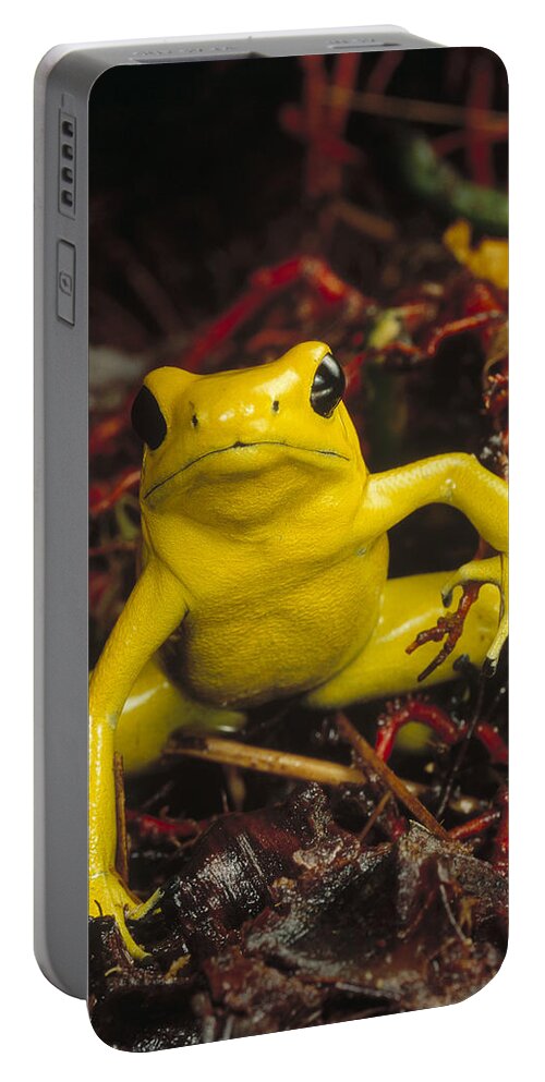 Mp Portable Battery Charger featuring the photograph Golden Poison Dart Frog Phyllobates by Mark Moffett