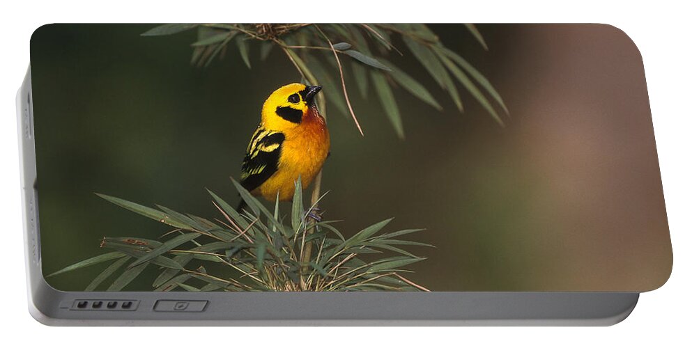 Mp Portable Battery Charger featuring the photograph Golden Tanager Tangara Arthus Perched by Pete Oxford