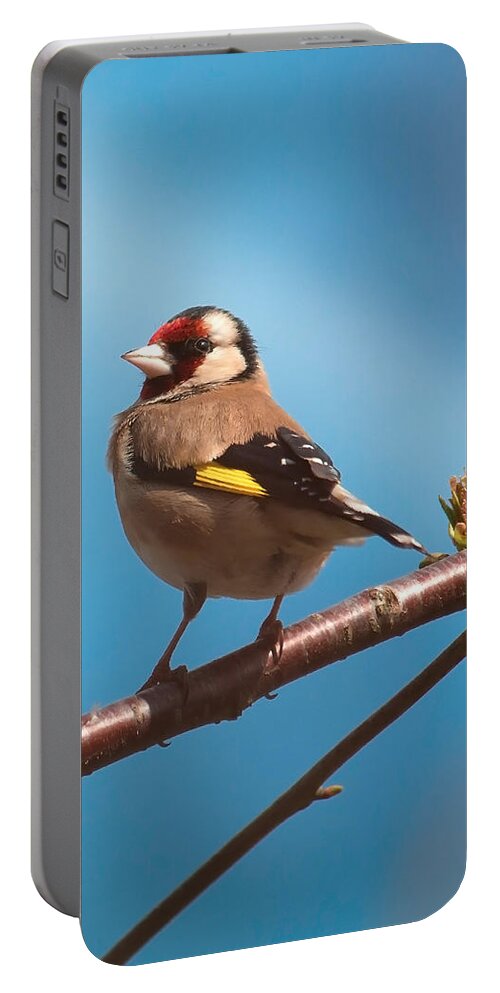 Bird Portable Battery Charger featuring the photograph Goldfinch by Shirley Mitchell