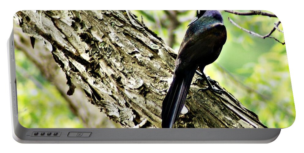 Grackle Portable Battery Charger featuring the photograph Grackle 1 by Joe Faherty