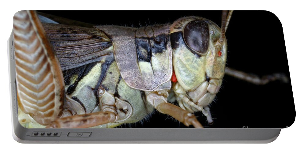 Animal Portable Battery Charger featuring the photograph Grasshopper With Parasitic Mite by Ted Kinsman