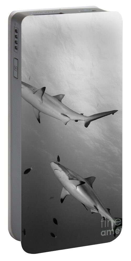 English Reef Portable Battery Charger featuring the photograph Gray Reef Sharks. Papua New Guinea by Steve Jones
