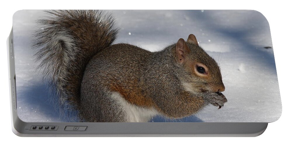 Gray Squirrel Portable Battery Charger featuring the photograph Gray Squirrel On Snow by Daniel Reed
