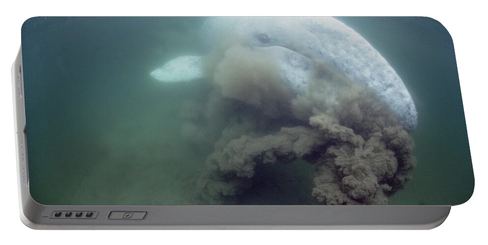 00080417 Portable Battery Charger featuring the photograph Gray Whale Filter Feeding Tofino by Flip Nicklin