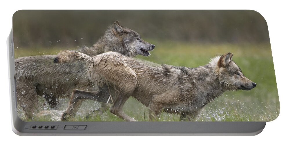 00177032 Portable Battery Charger featuring the photograph Gray Wolf Pair Running Through Water by Tim Fitzharris
