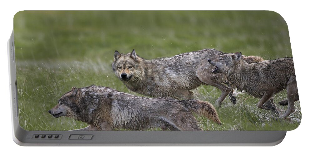00177035 Portable Battery Charger featuring the photograph Gray Wolf Trio Running Through Water by Tim Fitzharris