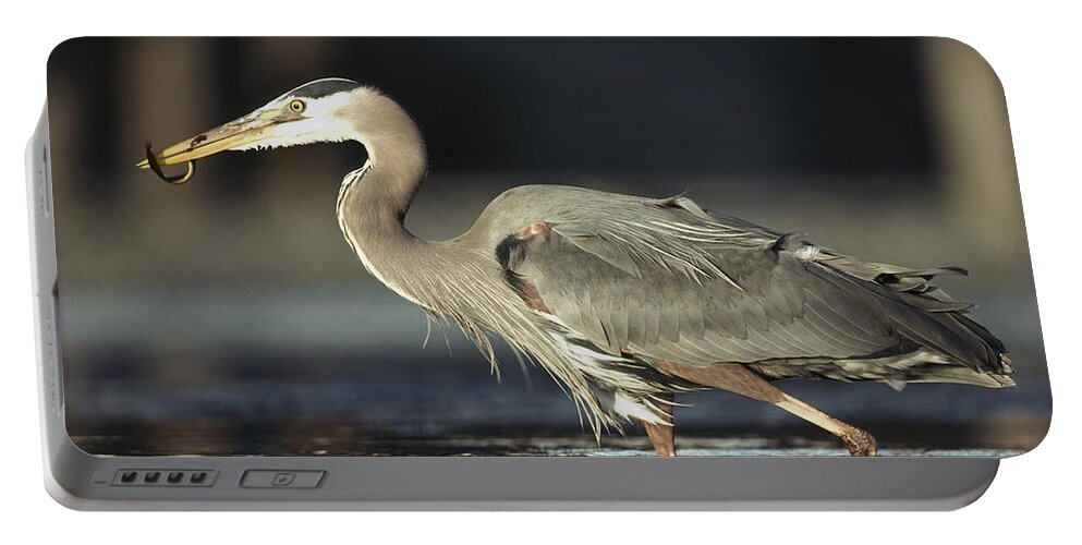 00171660 Portable Battery Charger featuring the photograph Great Blue Heron With Captured Fish by Tim Fitzharris
