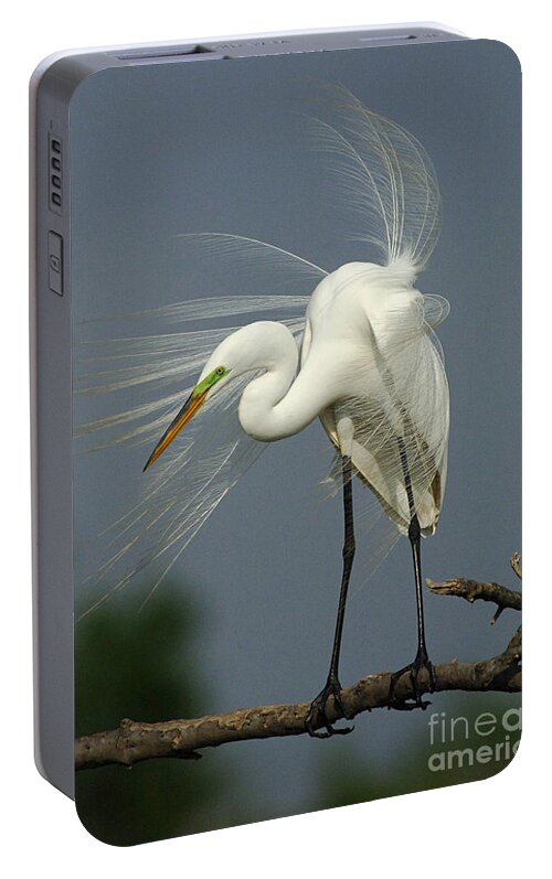 Great Egret Portable Battery Charger featuring the photograph Great Egret by Bob Christopher