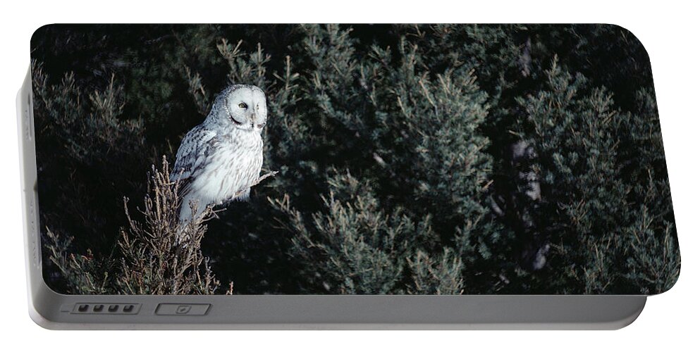 Mp Portable Battery Charger featuring the photograph Great Gray Owl Strix Nebulosa In Blonde by Michael Quinton