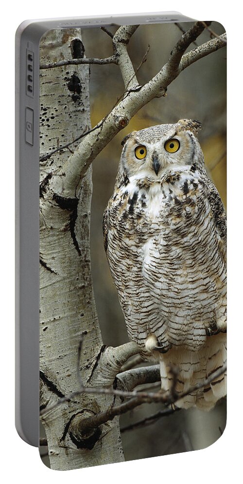 00170565 Portable Battery Charger featuring the photograph Great Horned Owl Pale Form Perched by Tim Fitzharris