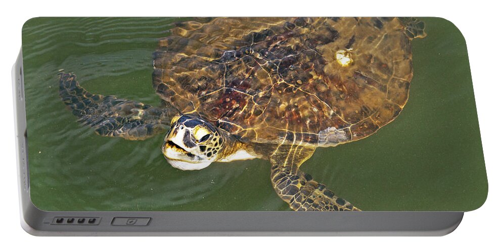 Wildlife Portable Battery Charger featuring the photograph Green Sea Turtle by Kenneth Albin
