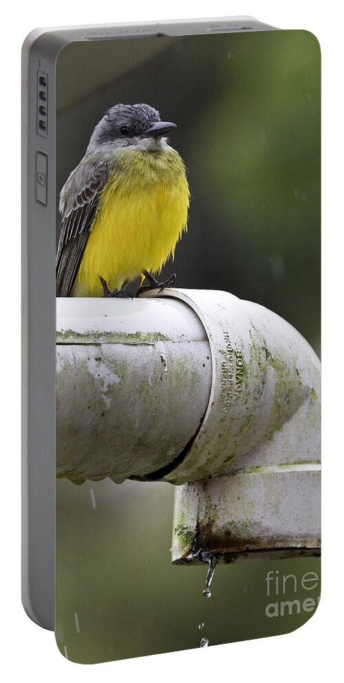 Grey-capped Flycatcher Portable Battery Charger featuring the photograph Grey-Capped Flycatcher by Heiko Koehrer-Wagner